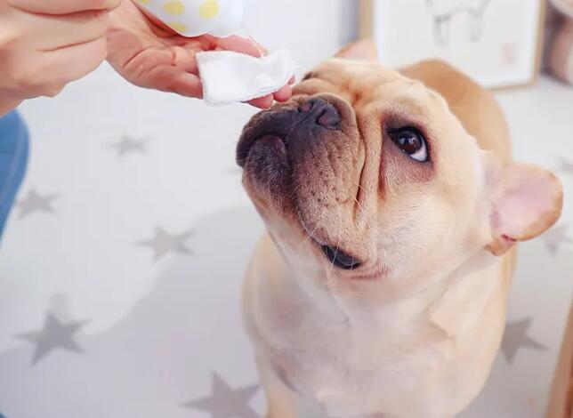 進口寵物用品需要什么手續和證件(寵物用品進口報關手續)